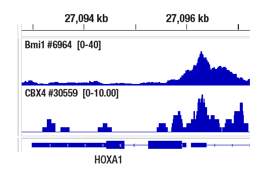 CUT & RUN Image 1: CBX4 (E6L7X) Rabbit Monoclonal Antibody