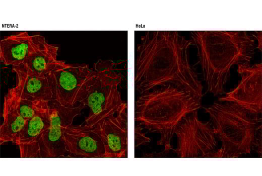 Immunofluorescence Image 1: Sall4 (D16H12) Rabbit Monoclonal Antibody (BSA and Azide Free)
