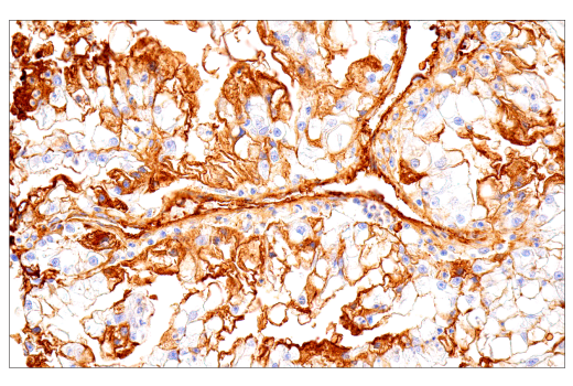 Immunohistochemistry Image 2: IgM (E9U8J) Rabbit Monoclonal Antibody