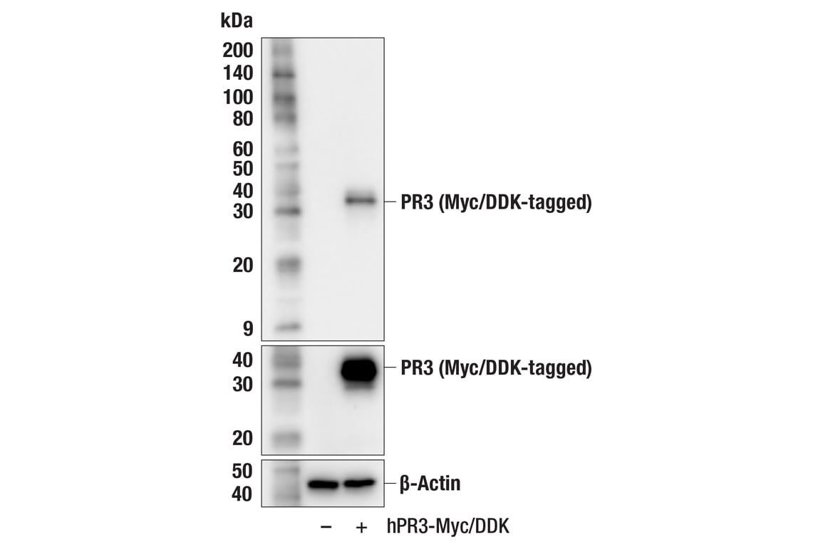 Western Blotting Image 2: PR3 (F5M5D) Rabbit Monoclonal Antibody