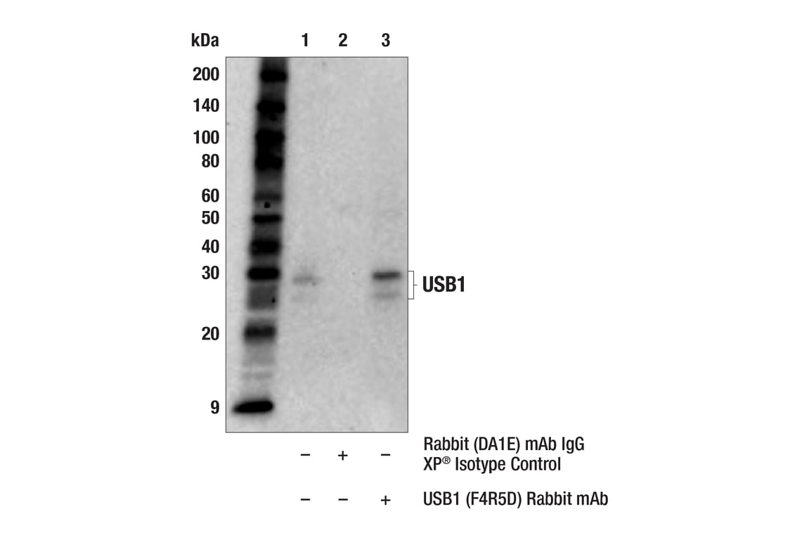 Immunoprecipitation Image 1: USB1 (F4R5D) Rabbit Monoclonal Antibody