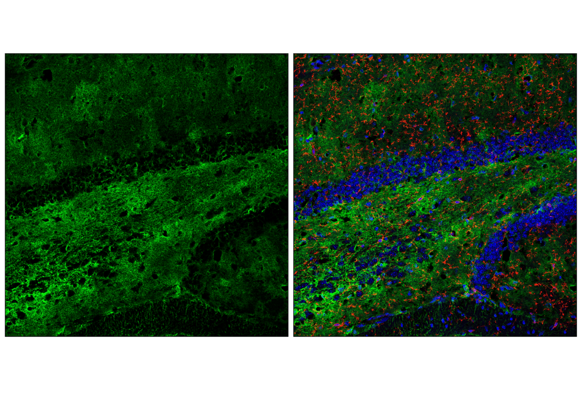 Immunofluorescence Image 1: Kir4.1 (F3O7C) Rabbit Monoclonal Antibody