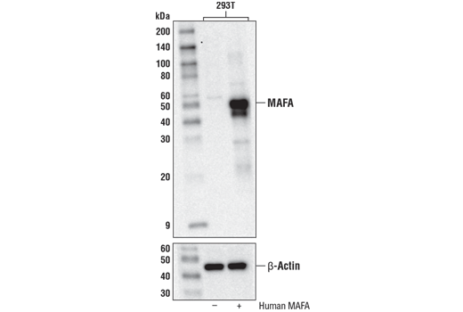 Western Blotting Image 2: MAFA (D2Z6N) Rabbit Monoclonal Antibody