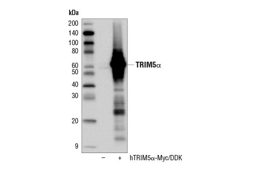 Western Blotting Image 2: TRIM5-alpha (D6Z8L) Rabbit Monoclonal Antibody