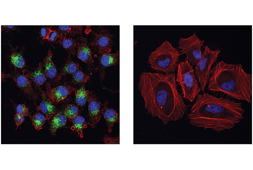 Immunofluorescence Image 1: VISTA (D5L5T) Rabbit Monoclonal Antibody