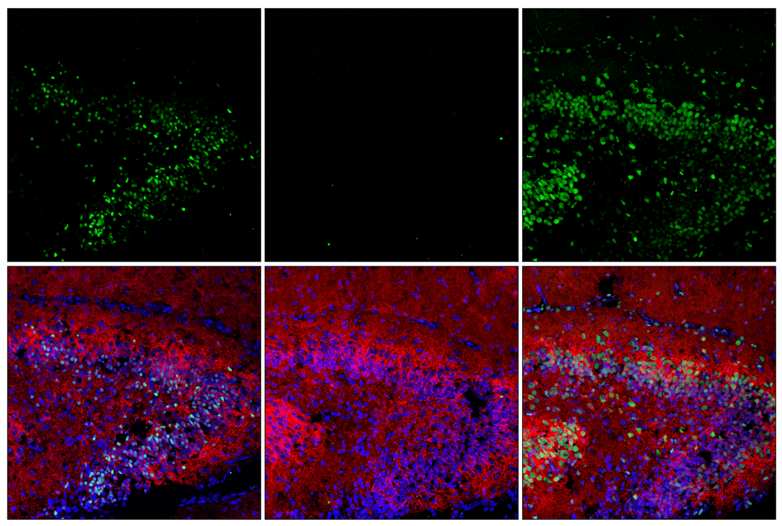 undefined Image 13: PhosphoPlus<sup>®</sup> NeuroD1 (Ser274) Antibody Duet