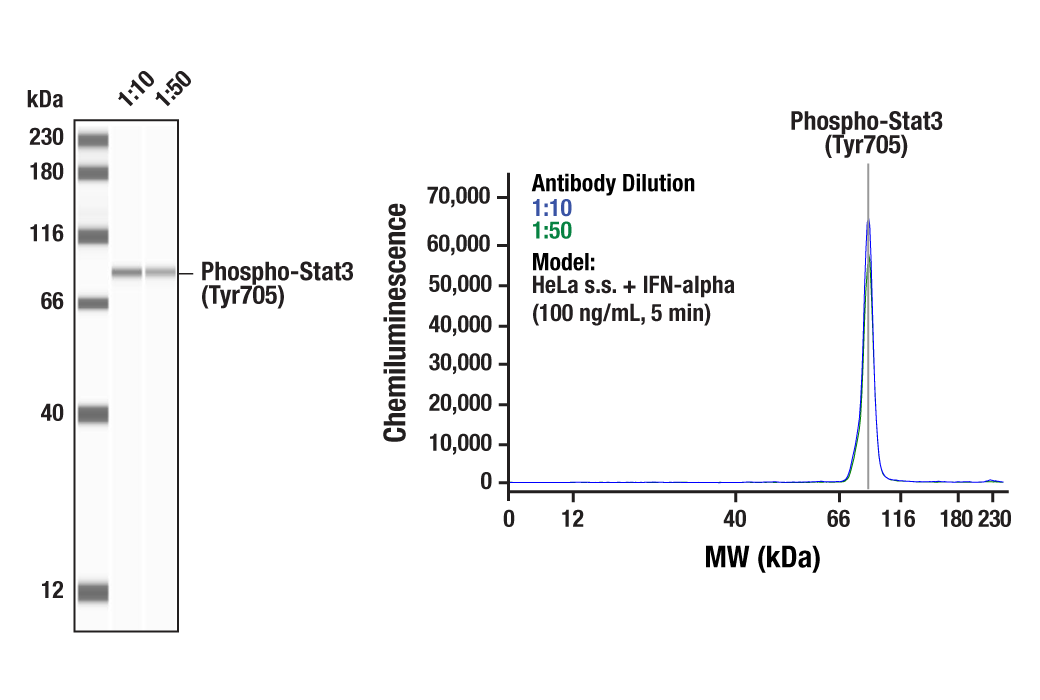 Western Blotting Image 1: Phospho-Stat3 (Tyr705) (D3A7) Rabbit Monoclonal Antibody