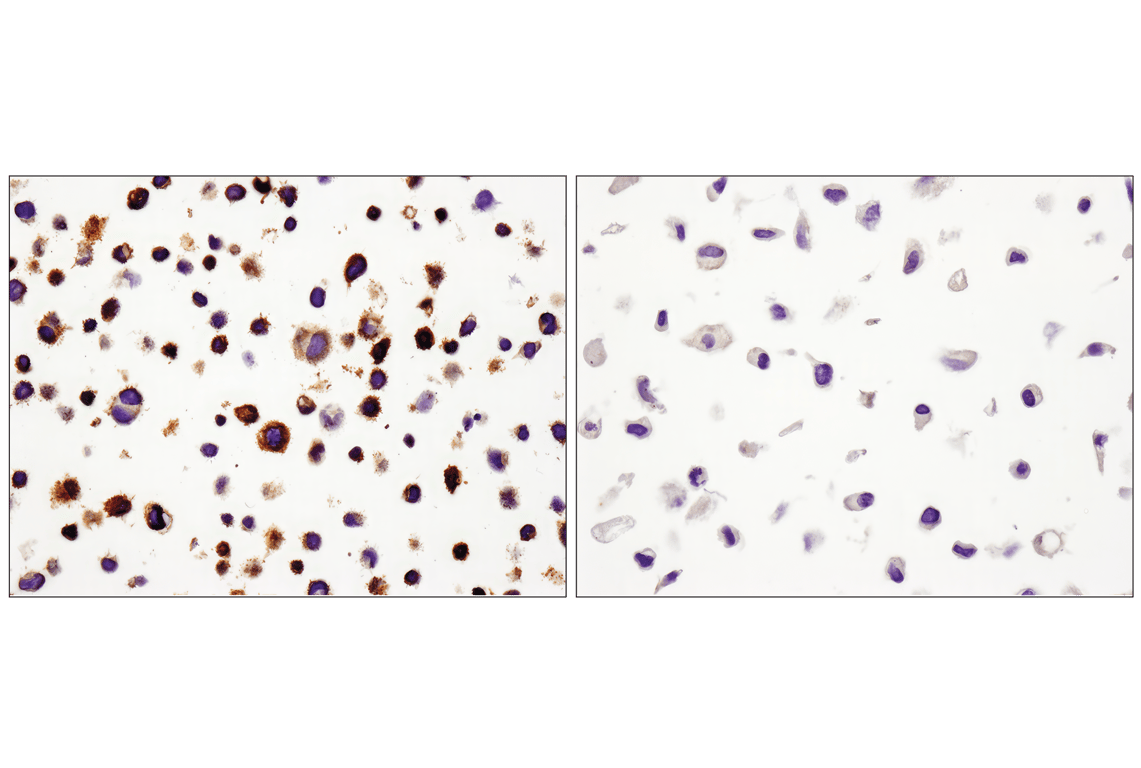 Immunohistochemistry Image 3: PD-L1 (E1L3N) Rabbit Monoclonal Antibody (BSA and Azide Free)