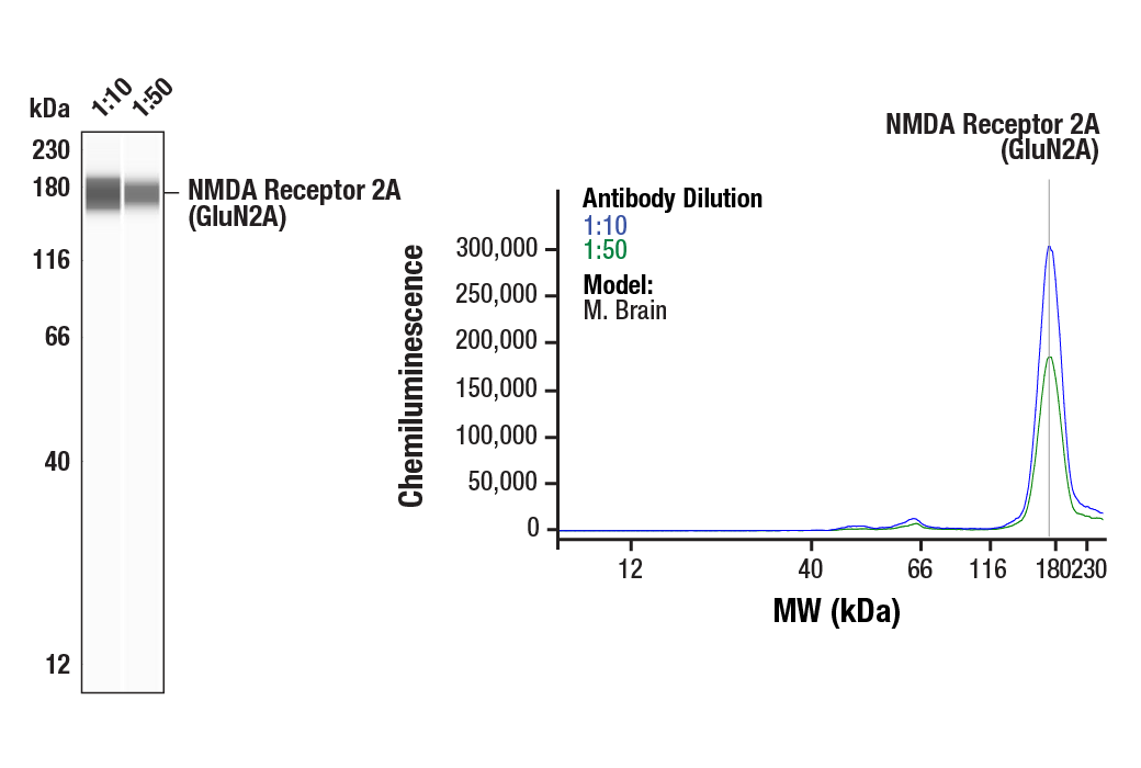 Western Blotting Image 1: NMDA Receptor 2A (GluN2A) Antibody