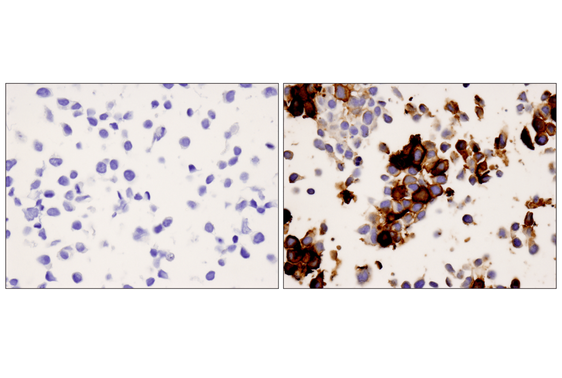 Immunohistochemistry Image 4: PD-1 (EH33) Mouse Monoclonal Antibody (BSA and Azide Free)