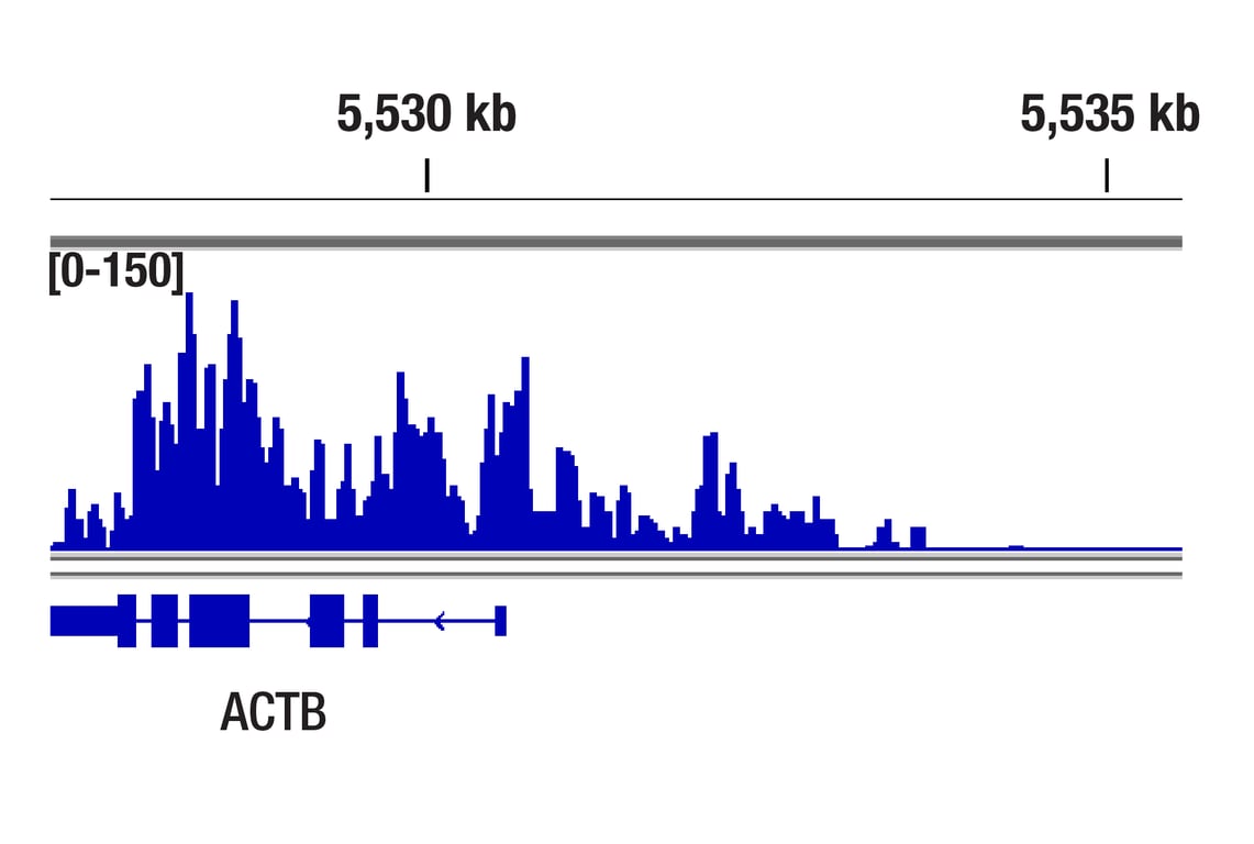 CUT & Tag Image 1: Phospho-Rpb1 CTD (Ser2/Ser5) (D1G3K) Rabbit Monoclonal Antibody