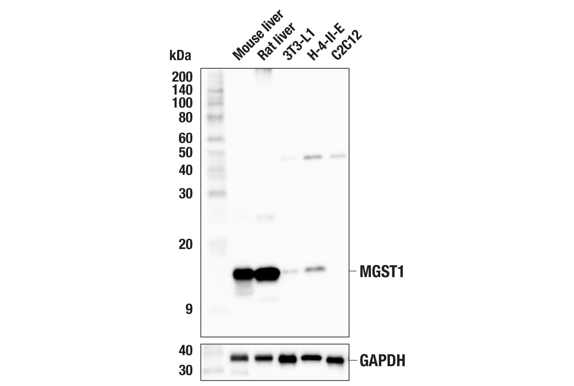 Western Blotting Image 2: MGST1 (F6F5T) Rabbit Monoclonal Antibody