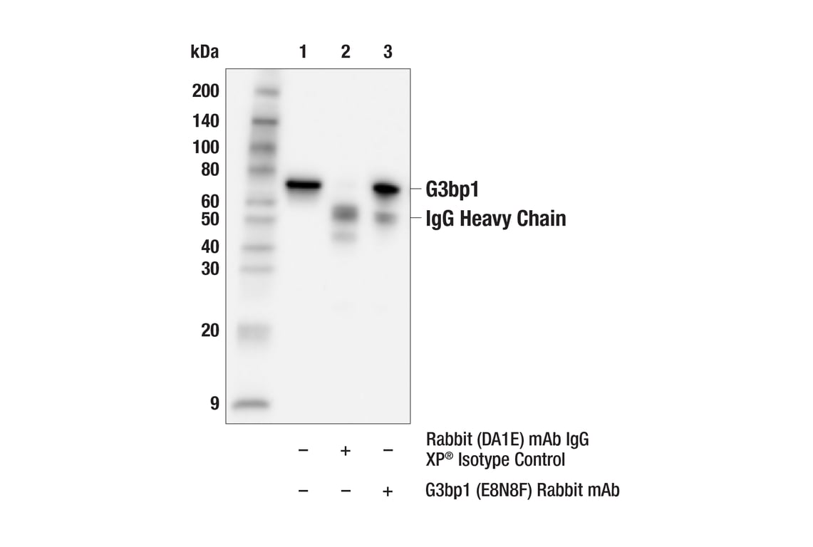 Immunoprecipitation Image 1: G3bp1 (E8N8F) Rabbit Monoclonal Antibody