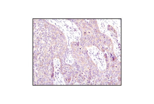 Immunohistochemistry Image 2: eIF4G (C45A4) Rabbit Monoclonal Antibody