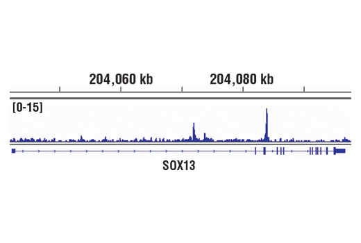 Chromatin Immunoprecipitation Image 1: MITF (D5G7V) Rabbit Monoclonal Antibody