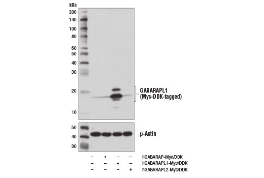 Western Blotting Image 1: GABARAPL1 (D5R9Y) XP<sup>®</sup> Rabbit mAb (BSA and Azide Free)