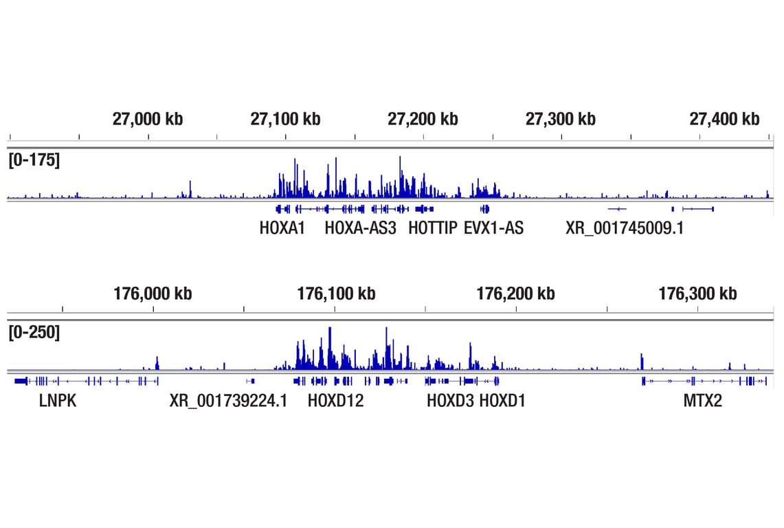 CUT & Tag Image 2: CBX8 (D2O8C) Rabbit Monoclonal Antibody