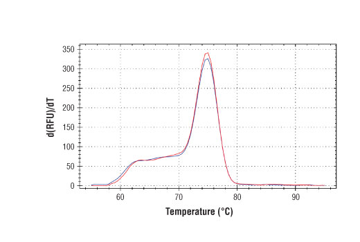 Chromatin Immunoprecipitation Image 2: SimpleChIP<sup>®</sup> Human IKZF3 Promoter Primers