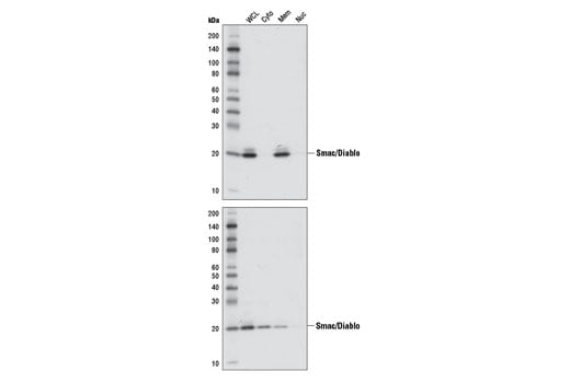 Western Blotting Image 2: Smac/Diablo (79-1-83) Mouse Monoclonal Antibody