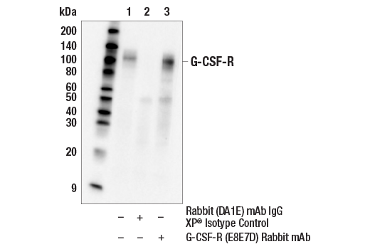 Immunoprecipitation Image 1: G-CSF-R (E8E7D) Rabbit Monoclonal Antibody