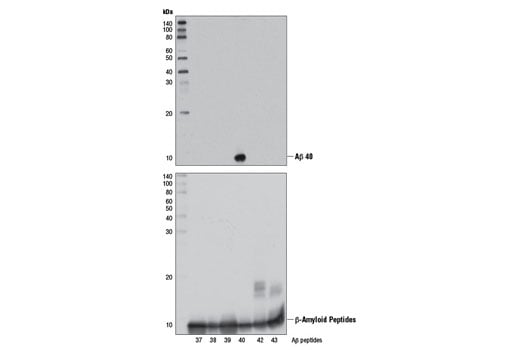 Western Blotting Image 2: beta-Amyloid (1-40) (D8Q7I) Rabbit Monoclonal Antibody (BSA and Azide Free)