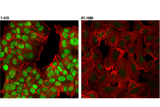 Immunofluorescence Image 1: CXXC5 (D1O4P) Rabbit Monoclonal Antibody