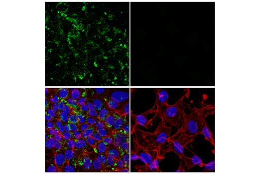 Immunofluorescence Image 1: Perilipin-2 (E6G6M) Rabbit Monoclonal Antibody
