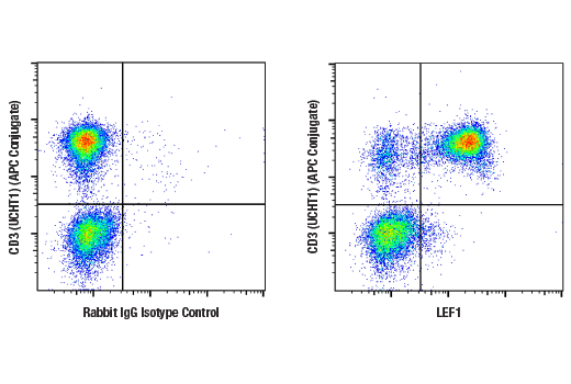 Flow Cytometry Image 2: LEF1 (C12A5) Rabbit Monoclonal Antibody (BSA and Azide Free)