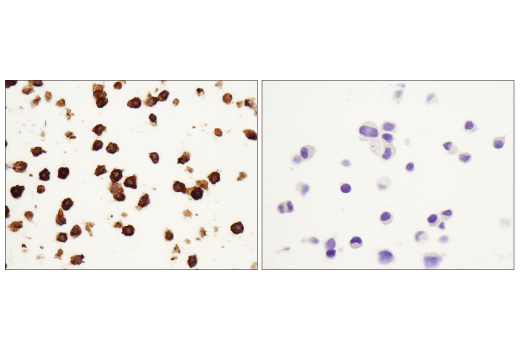Immunohistochemistry Image 5: F4/80 (D2S9R) Rabbit Monoclonal Antibody (BSA and Azide Free)