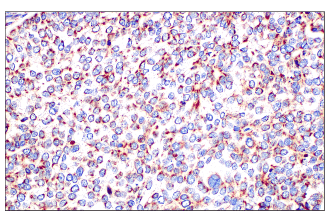 Immunohistochemistry Image 5: Frataxin (F4V2S) Rabbit Monoclonal Antibody (BSA and Azide Free)