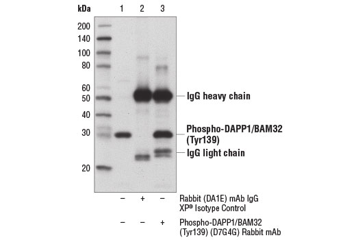 Immunoprecipitation Image 1: Phospho-DAPP1/BAM32 (Tyr139) (D7G4G) Rabbit Monoclonal Antibody