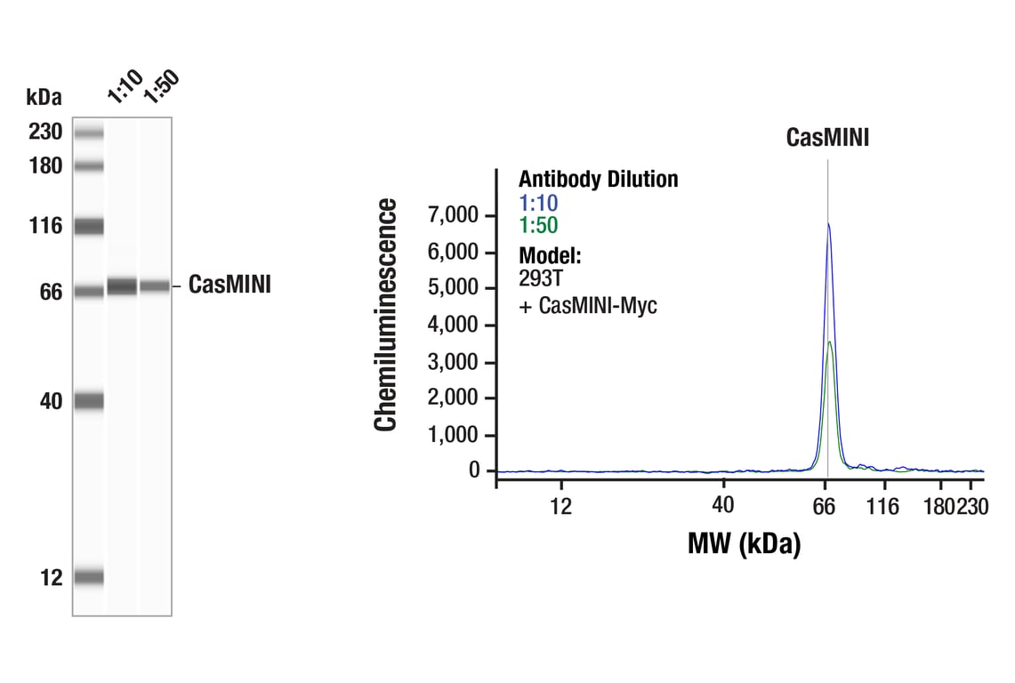 Western Blotting Image 1: CasMINI (8H3-H1) Mouse Monoclonal Antibody