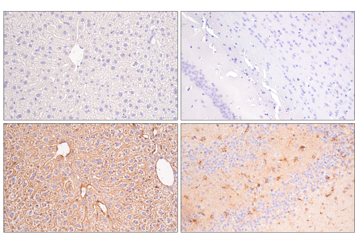 Immunohistochemistry Image 3: ApoE4 (E5M4L) Rabbit Monoclonal Antibody