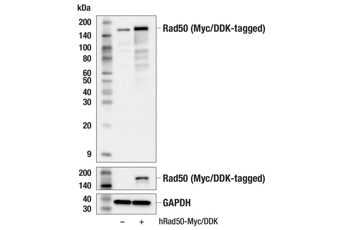Western Blotting Image 2: Rad50 (E3I8K) Rabbit Monoclonal Antibody