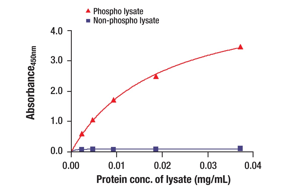 ELISA and/or ELISA-like Assays Image 3: Met (D1C2) Rabbit Monoclonal Antibody (BSA and Azide Free)