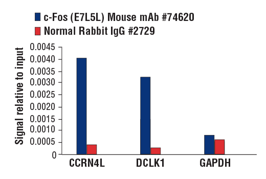 Chromatin Immunoprecipitation Image 1: c-Fos (E7L5L) Mouse Monoclonal Antibody