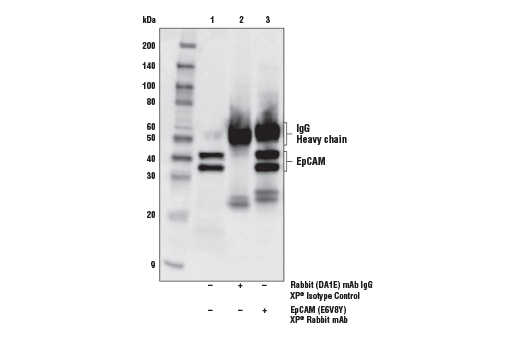 Immunoprecipitation Image 1: EpCAM (E6V8Y) Rabbit Monoclonal Antibody