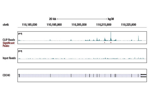 eCLIP Image 1: CDC40 (E4V4J) Rabbit Monoclonal Antibody