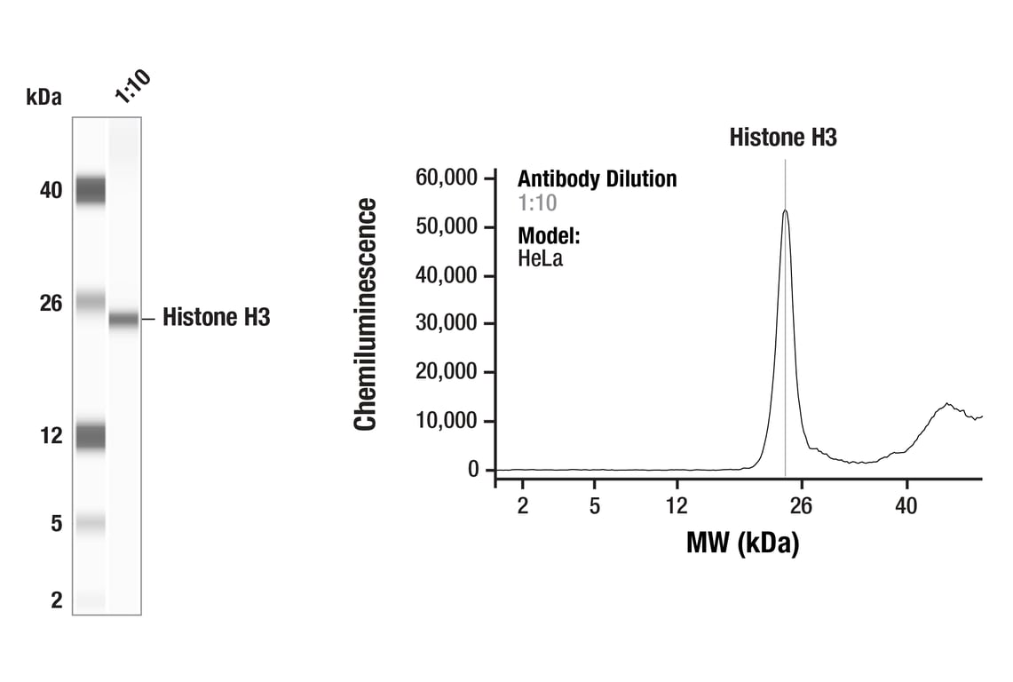 Western Blotting Image 1: Histone H3 (3H1) Rabbit Monoclonal Antibody