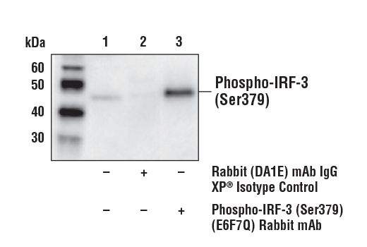 Immunoprecipitation Image 1: Phospho-IRF-3 (Ser379) (E6F7Q) Rabbit Monoclonal Antibody