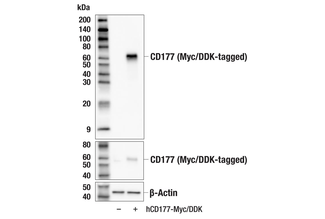 Western Blotting Image 2: CD177 (E6G1H) Rabbit Monoclonal Antibody