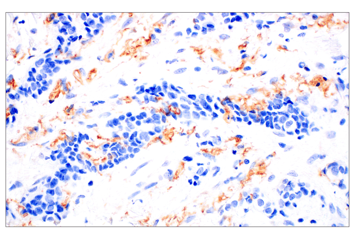 Immunohistochemistry Image 3: Neuropilin-2 (E5Q2G) Rabbit Monoclonal Antibody (BSA and Azide Free)