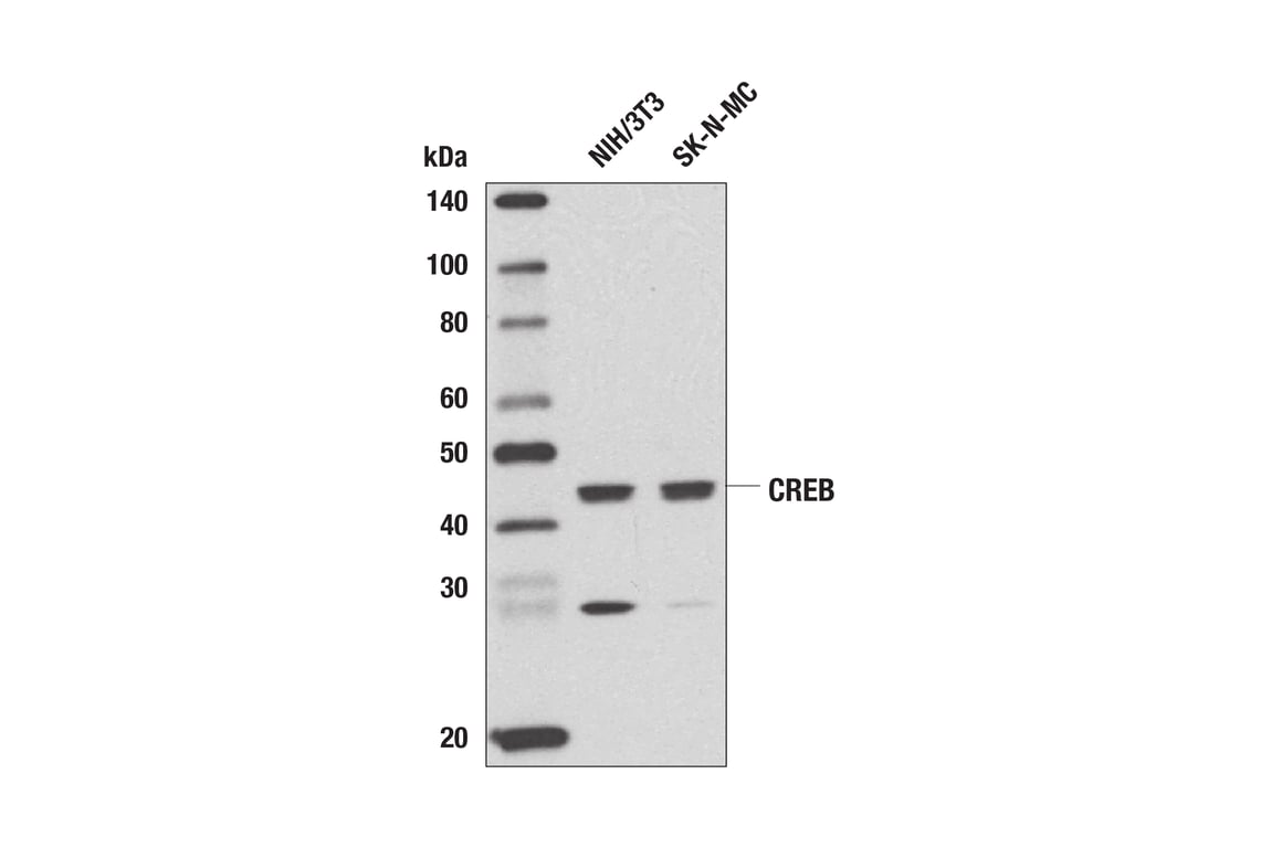 Western Blotting Image 1: CREB (48H2) Rabbit Monoclonal Antibody (Biotinylated)