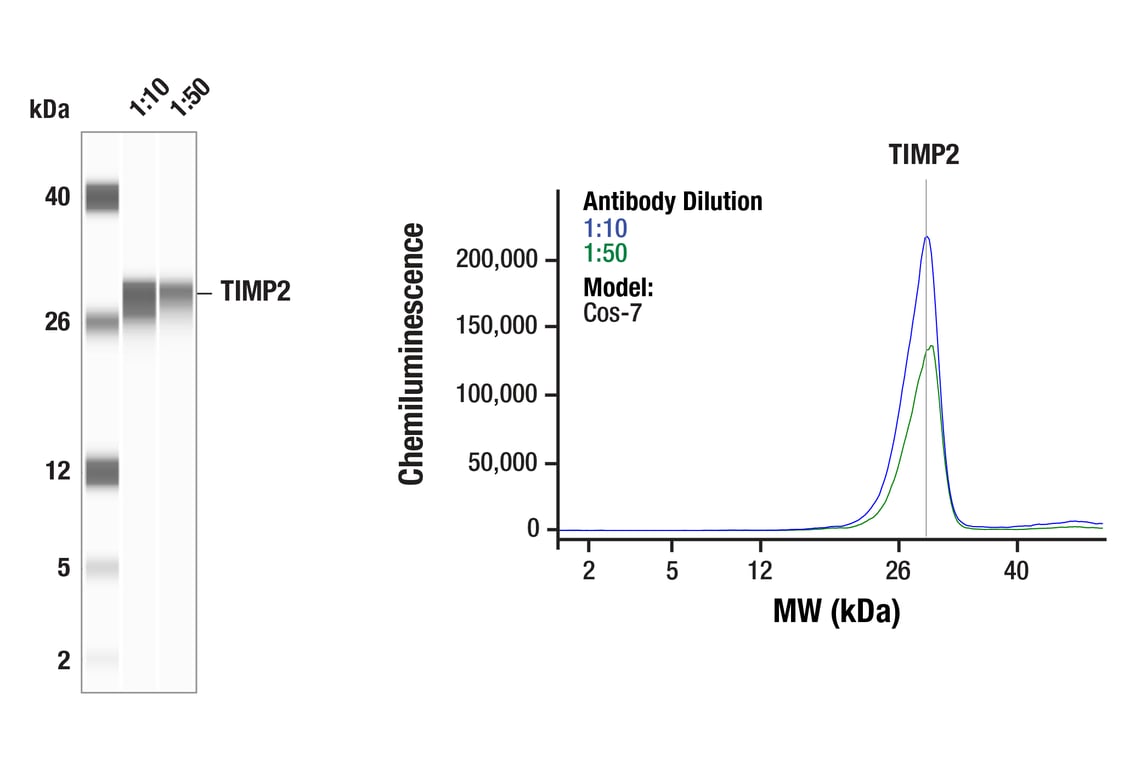 Western Blotting Image 1: TIMP2 (D18B7) Rabbit Monoclonal Antibody