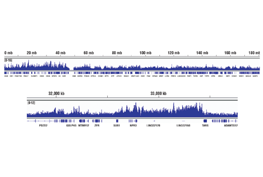 Chromatin Immunoprecipitation Image 2: Acetyl-Histone H3 (Lys18) (D8Z5H) Rabbit Monoclonal Antibody