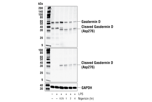 Western Blotting Image 3: Gasdermin D (E9S1X) Rabbit mAb