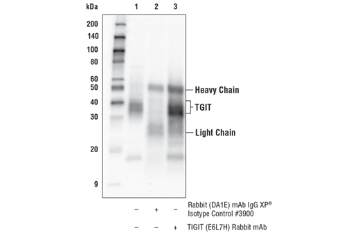 Immunoprecipitation Image 1: TIGIT (E6L7H) Rabbit Monoclonal Antibody