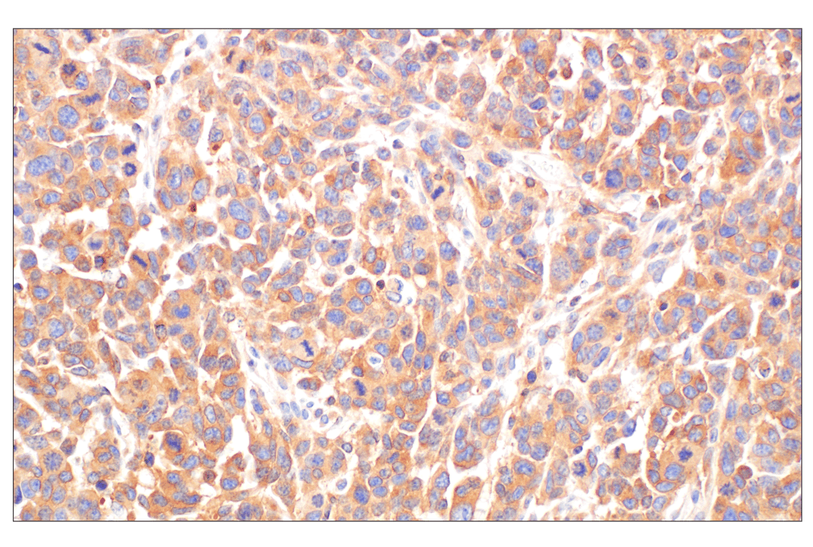 Immunohistochemistry Image 6: RhoA (67B9) Rabbit Monoclonal Antibody