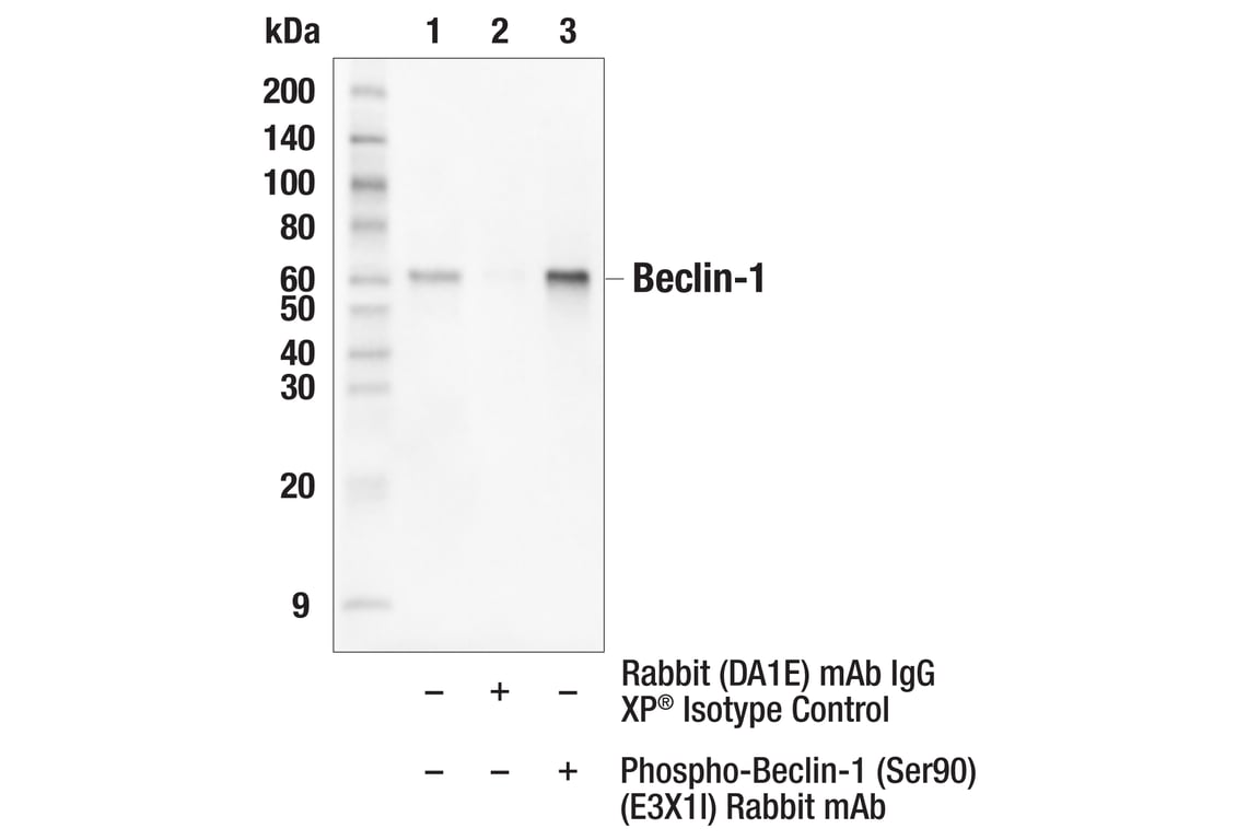 Immunoprecipitation Image 1: Phospho-Beclin-1 (Ser90) (E3X1I) Rabbit Monoclonal Antibody