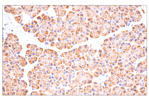 Immunohistochemistry Image 6: Cox2 (D5H5) XP<sup>®</sup> Rabbit mAb (BSA and Azide Free)